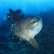 Go diving with a Mola Mola, Sun Fish in Nusa Penida thumbnail