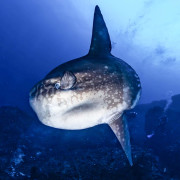 Go diving with a Mola Mola in Nusa Lembongan thumbnail