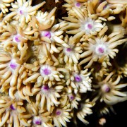 Goniopora in Amed, Bali thumbnail