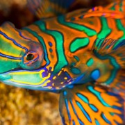 Green and Orange Mandarin Fish in Pemuteran Bay, Bali thumbnail