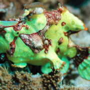 Green Frogfish in Menjangan Marine Park, Bali thumbnail