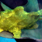 Green Frogfish in Tulamben, Bali thumbnail