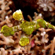 Green Solenostomus in Ghost Bay, Bali thumbnail