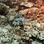 Grey Pufferfish in Cave Point thumbnail
