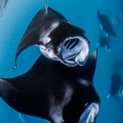 Group of Manta Rays in Nusa Penida thumbnail
