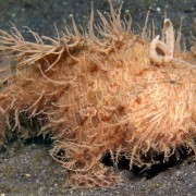 Hairy-frogfish thumbnail