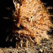 Hairy Frogfish Close Up in Amed thumbnail