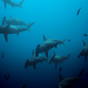 Hammerhead Shark in Karang Sari, Nusa Penida thumbnail
