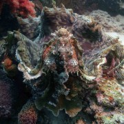Hard Coral in Bat Cave, Menjangan Marine Park thumbnail