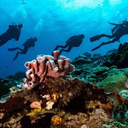 Hard Coral in Mangrove, Nusa lembongan thumbnail