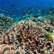 Hard coral ocean floors in Blue Corner, Nusa Lembongan thumbnail