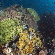 Hard Corals in Canyon, Tulamben thumbnail