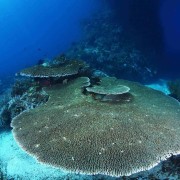 Hard corals in Cave Point, Menjangan Marine Park thumbnail