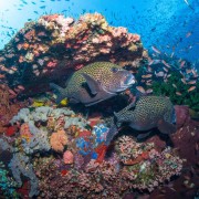 Harlequin Sweetlips in Cave Point, Menjangan, Bali thumbnail