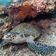 Hawksbill-turtle-in-Biorock thumbnail