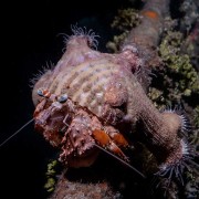 Hermit-crab thumbnail
