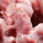 Hidden Pink Frogfish during Macro Dive in Tulamben thumbnail