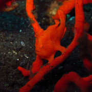 Hidden red Frogfish in the red Coral thumbnail