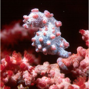 Hippocampus bargibanti Pygmy seahorse thumbnail