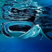 Huge Manta Rays in Bali Manta Point, Nusa Lembongan thumbnail