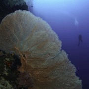 Huge Sea Fan in POS 2, Menjangan Marine Park thumbnail