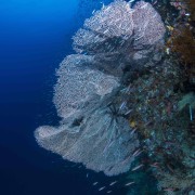 Huge white Sea Fan in Eels Garden, Menjangan thumbnail