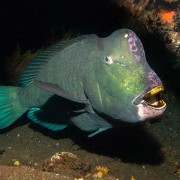 Humphead-parrotfish-night-dive-on-the-Liberty thumbnail