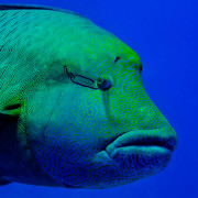 Humphead Wrasse in Jemeluk Bay, Amed, Bali thumbnail