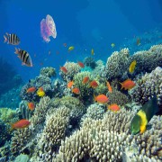 Incredible Biodiversity in POS 2, Menjangan thumbnail