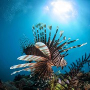 Incredible Lionfish in Jemeluk Bay, Bali thumbnail