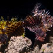 Juvenile-Lionfish-Pemuteran-Jetty thumbnail