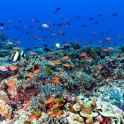 Karang-sari-reef thumbnail