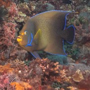 Koran-angelfish thumbnail