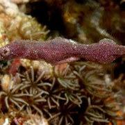 Kyonemichthys Rumengani in Ghost Bay, Bali thumbnail