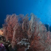 Large-fan-coral thumbnail