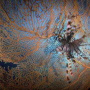 Liofish in Soft coral in Amed, Bali thumbnail