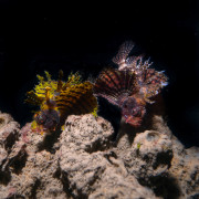 Lionfish couple in Pemuteran Bay thumbnail