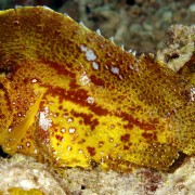 Macro dives in SD, Nusa Lembongan thumbnail