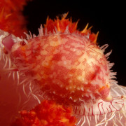 Macro Photography on Puri Jati dive site in Menjangan Marine Park thumbnail