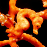 Macro Pygmy Sea Horse in Tulamben, Bali thumbnail