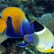 Majestic Angelfish in Buyuk dive site in Nusa Penida thumbnail