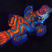 Mandarin Fish, night dive in Pemuteran Bay, Bali thumbnail