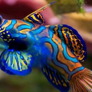 Mandarin-fish thumbnail