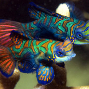 Mandarin Fish and is baby in Pemuteran, Bali thumbnail