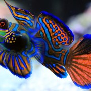 Mandarin Fish close up, Pemuteran Bay, Bali thumbnail