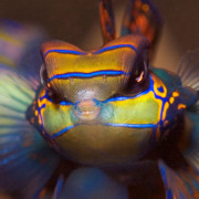 Mandarin Fish Close Up in Mandarin Point, Menjangan thumbnail