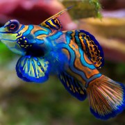 Mandarin Fish Close Up in Mandarin Point, Pemuteran Bay thumbnail