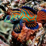 Mandarin Fish in Coral, Menjangan Marine Park, Bali thumbnail