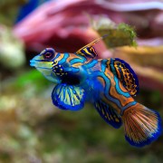 Mandarin Fish in Mandarin Point, Bali thumbnail