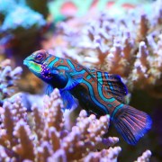 Mandarin fish in Mandarin Point Dive Site in Menjangan Marine Park thumbnail